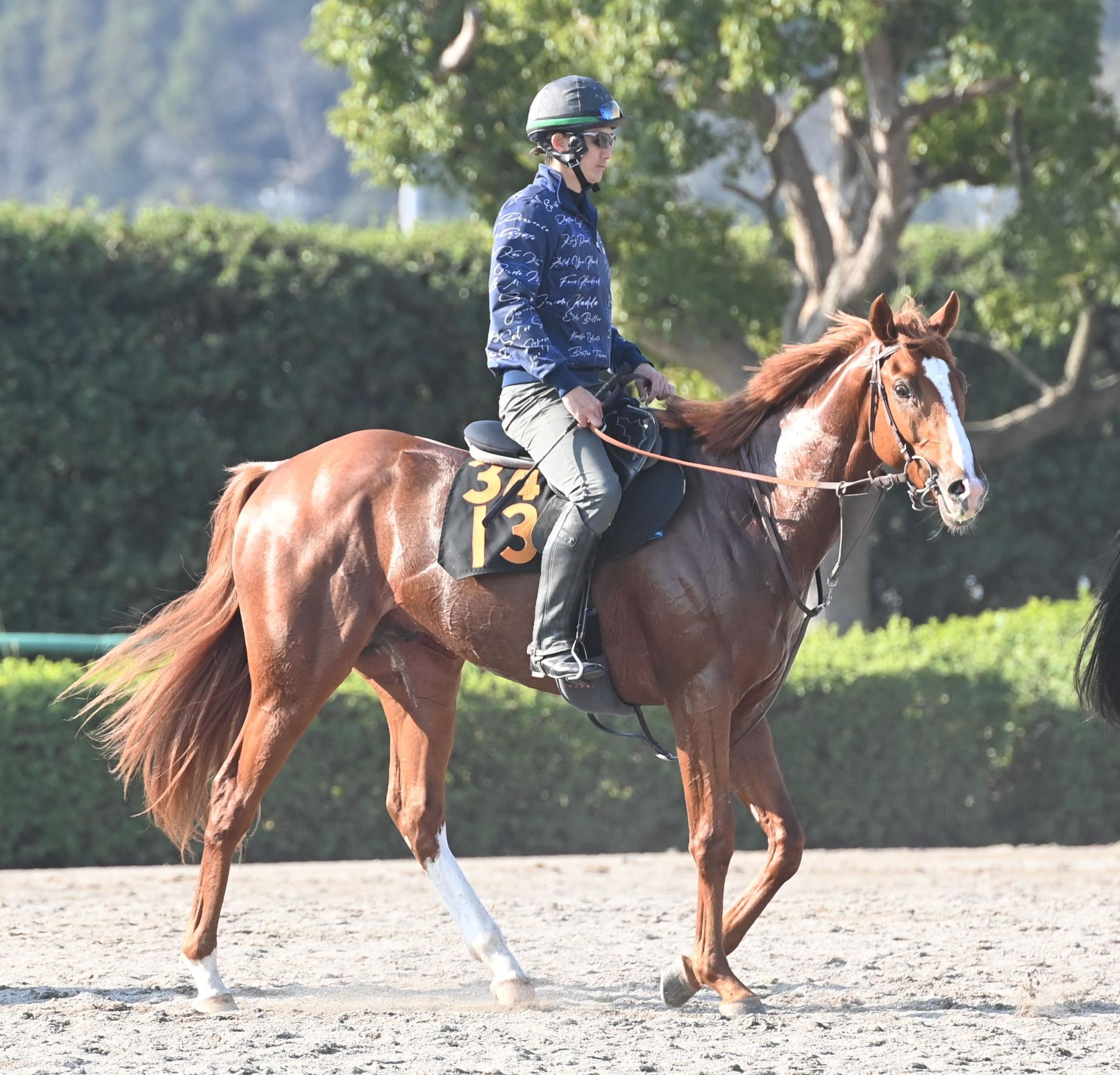 新馬戦】期待の良血馬ダノンピクチャー 順調に消化中 田中博師「将来性感じる」 | 競馬ニュース - netkeiba