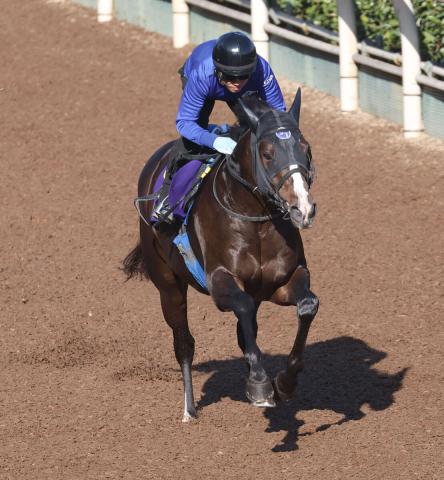 マイルCS】大混戦! 単勝5倍以下が4頭 唯一のG1未勝利馬は3年連続挑戦のあの馬 前日オッズ | 競馬ニュース - netkeiba