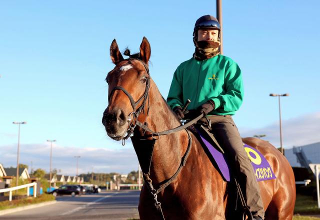 チャンピオンズC】唯一出走の3歳馬は押せば押すほど伸びてくる 恵みの斤量差2キロ生かして戴冠狙う | 競馬ニュース - netkeiba