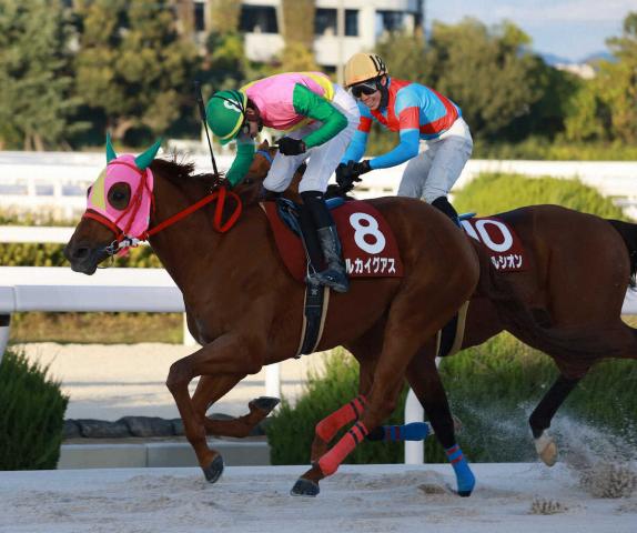 【園田競馬　園田金盃】3歳マルカイグアス快勝　3歳最強から“兵庫最強”襲名だ | 競馬ニュース - netkeiba