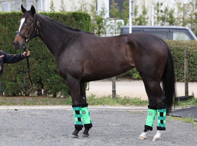 桜花賞】エリカエクスプレス90点 大きくて力強い飛節 | 競馬ニュース