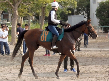 スケッチブックなど、新馬戦厩舎情報/美浦トレセンニュース | 競馬