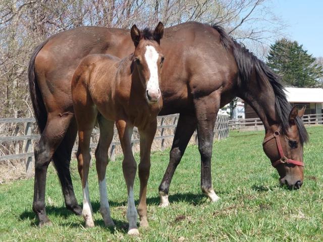 イトコは同日の英ダービーの本命馬 キタサンブラック産駒の