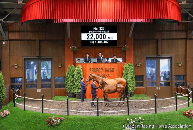 セレクトセール】キタサンブラック半弟2億2000万円 父コントレイル