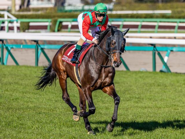 競馬の極み オールカマー】中山巧者のコスモキュランダ 復活の重賞2勝目なるか