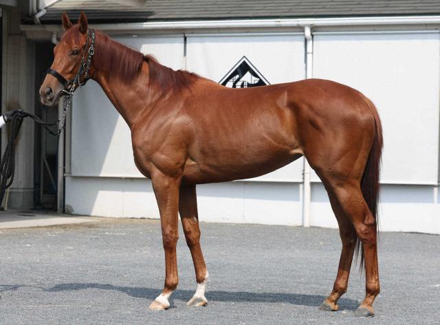 ローズS競走除外のタガノアビーは右前肢ハ行 JRA発表 春に